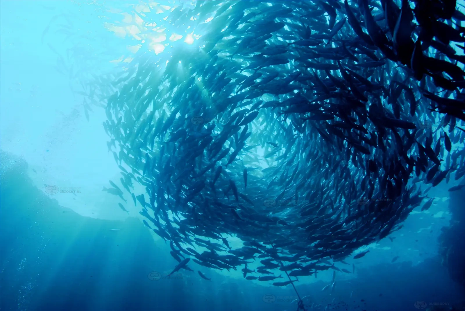 Barracuda Point - Palau Sipadan